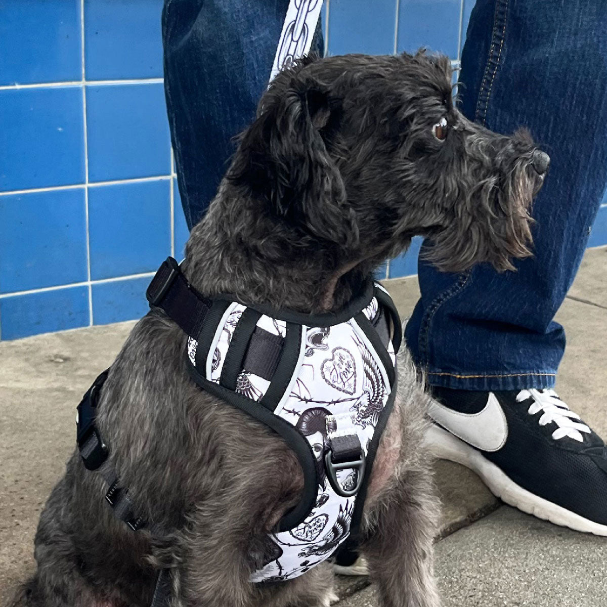 Party Animal x Tim Hendricks Dog Harness - Black/White